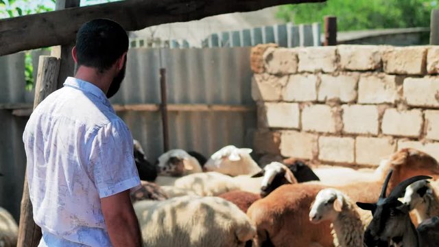 A man looks at the rams and chooses one of them for the sacrifice. Kurban Bayram