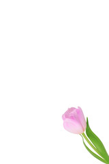 Pink tulip isolated on a white background. Close-up. Side view.