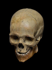 Skull of the human