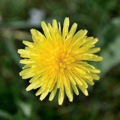 ellow dandelion flower on green background