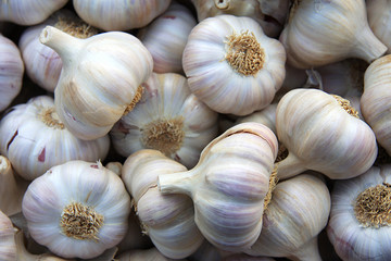 Garlic background