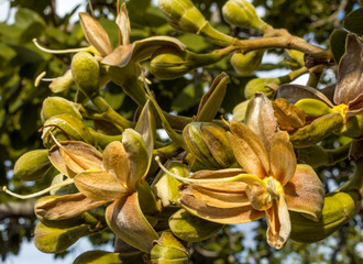 Naklejka na ściany i meble Flor de pequi. Pequi flower, typical fruit of southeastern Brazil.