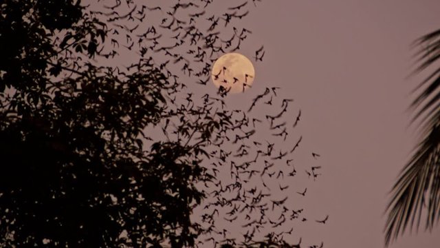 Beautiful Full Moon On The Purple Night sky With Bats flying From the Battambang Caves - tilt up