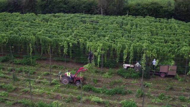 An aerial view of Hop fields ready for harvest in Kent, England, UK.