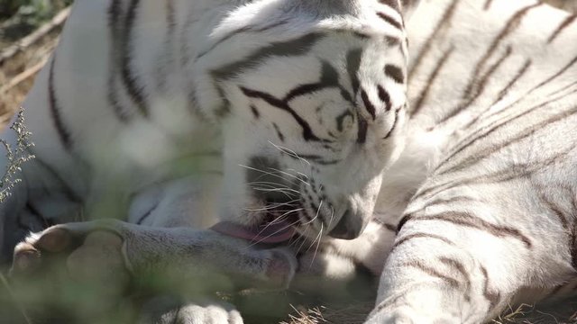 sunlight on white tiger lying outside