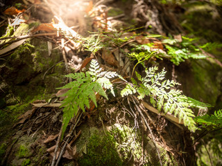 Closeup image of sun shining on fresh green fern leaves at forest