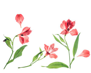 close-up of red flowers on a white background herbarium