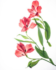 close-up of red flowers on a white background herbarium