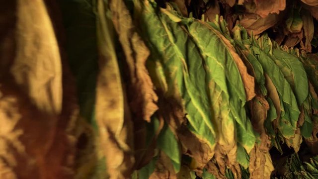 tobacco drier house, travelling leaves detail