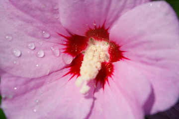 Blühende rosa Hibiskus Blume mit Tautropfen, Deutschland, Europa © detailfoto