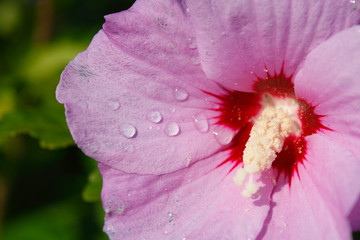 Blühende rosa Hibiskus Blume mit Tautropfen, Deutschland, Europa © detailfoto