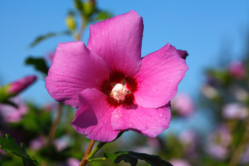 Blühende rosa Hibiskus Blume mit Tautropfen, Deutschland, Europa © detailfoto