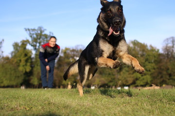 German Shepard training in park