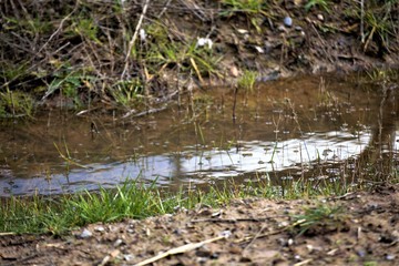 stream in the forest