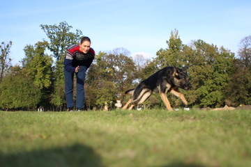 German Shepard training in park