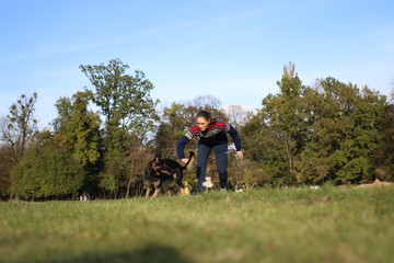 Fototapeta premium German Shepard training in park