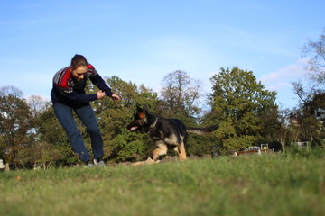 German Shepard training in park