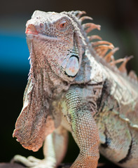 Obraz premium A male green iguana or american iguana with spines and dewlap a large neck bag