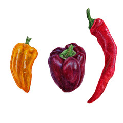 Set watercolor red hot chili peppers