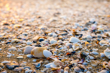 Sea shell on beach in the sunrise