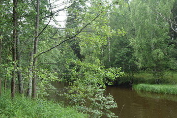 Plakat river in the forest
