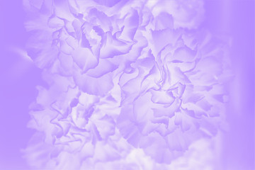 Fototapeta premium Violet abstract background. Floral gradient background, delicate carnation flowers pattern