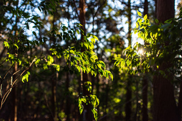 木漏れ日の森　