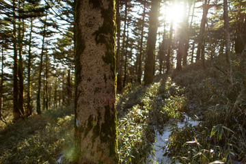 木漏れ日の森