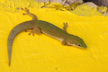 Olive day gecko Phelsuma dubia in Zanzibar