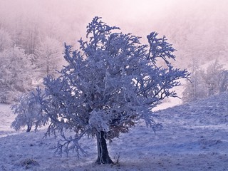 snow