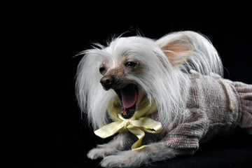 Chinese crested dog on a black background