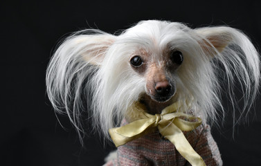 Chinese crested dog on a black background