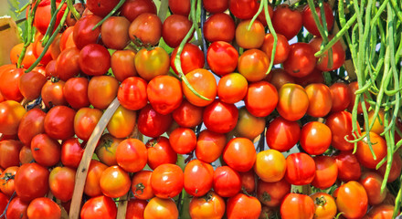 Fresh tomatoes in large quantities, Fresh tomatoes on the market