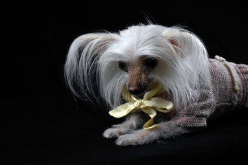 Naklejka premium Chinese crested dog on a black background