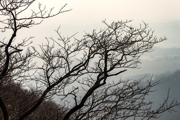 Obraz premium Closeup of branches of a bare tree in winter, backlit