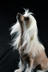 Chinese crested dog on a black background