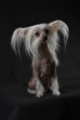 Chinese crested dog on a black background