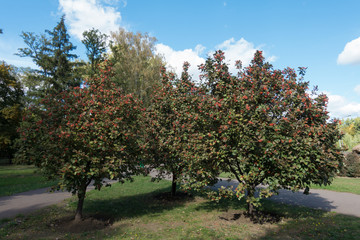 Fototapeta na wymiar Medium sized Sorbus aria trees with berries in October