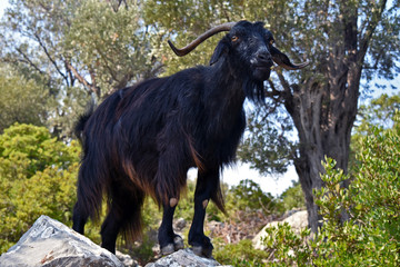 mountain goat walks on rocks
