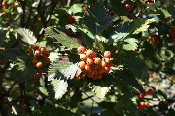 Yellowish orange berries in the leafage of Sorbus aria in September - obrazy, fototapety, plakaty