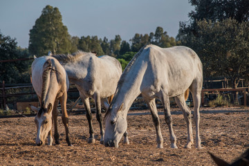 Obraz na płótnie Canvas Three white horses