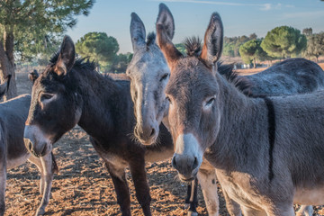 Fototapeta premium Three grey donkeys