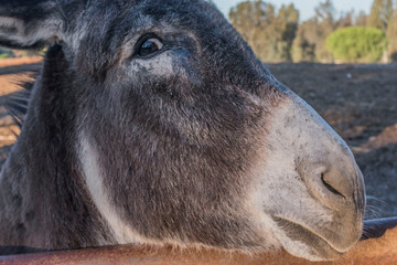 Grey donkey head profile