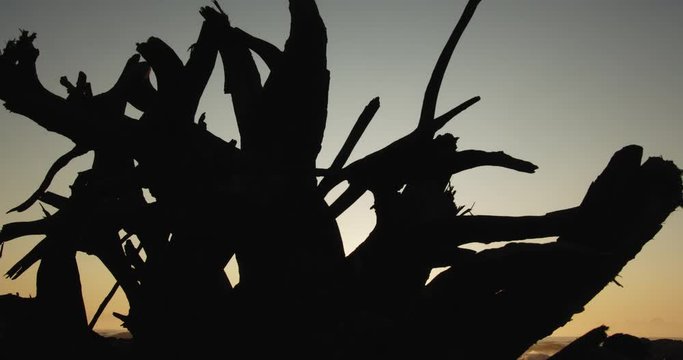 silhouetted driftwood on beach creates beautiful abstract shape at sunrise