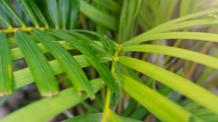 palm leaf, one of the ornamental plants that is easily planted in pots as decoration