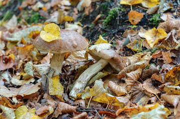 A tree leaf on the mushroom cap. Boletus mushroom in the grass.