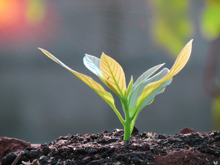 Avocado seedlings growing in the morning sunshine