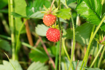 ripe raspberry on a bush