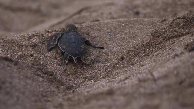 Newborn turtle hatchling crawling and sliding in the sand, shallow depth of field close-up, laniakea beach, Hawaii