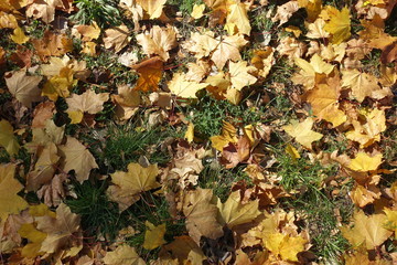 Grass covered with fallen maple leaves in shades of yellow